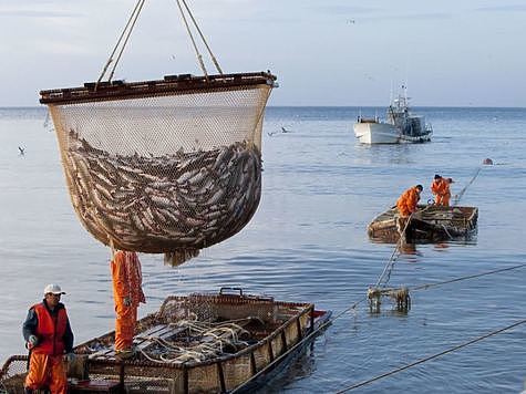 Изображение Стартовал промысловый лов тихоокеанских лососей