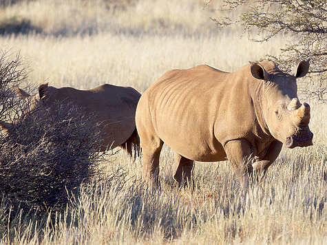 Изображение За носорогом в Калахари