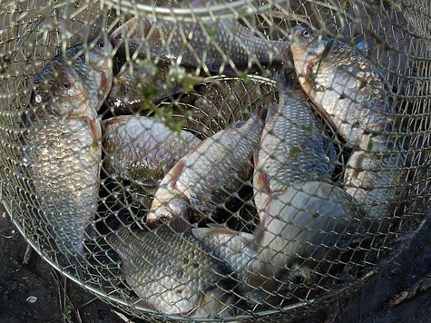 Изображение Южная зимняя рыбалка краткосрочна