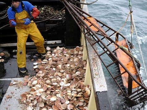 Изображение Осуждены местные жители за добычу морского гребешка