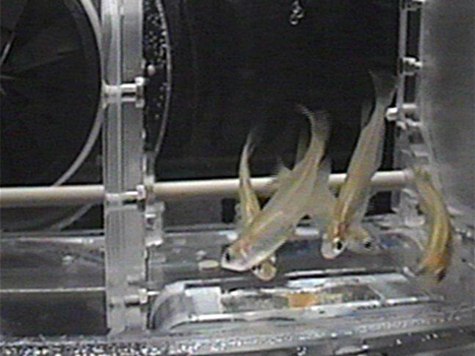 Изображение Устройство для размещения рыбы на Международной космической станции 