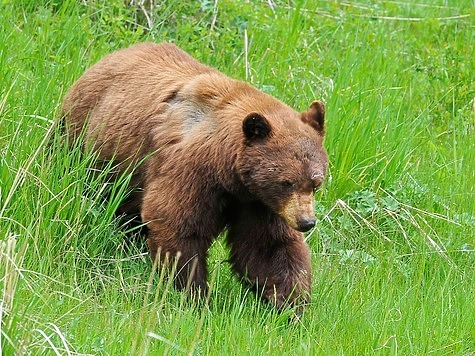 Изображение В Ханты-Мансийске объявили охоту на вышедшего в город медведя