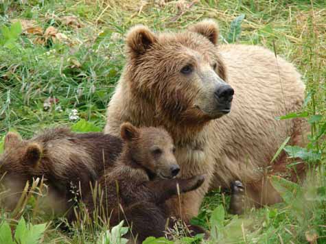 Изображение Сахалинская медведица