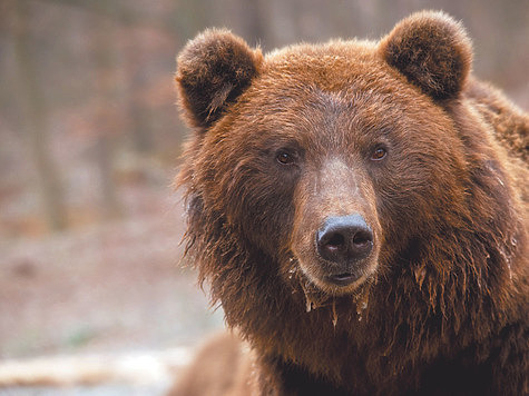 Изображение Медведь преследовал охотника после тяги