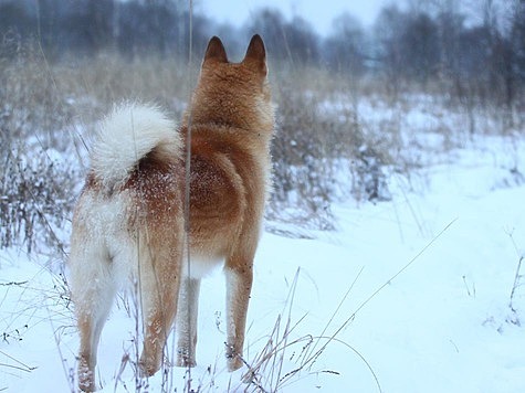 Изображение Красноярский охотник попал под следствие за отстрел лосей