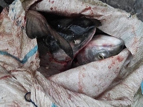 Изображение Задержаны браконьеры с 800 кг лосося