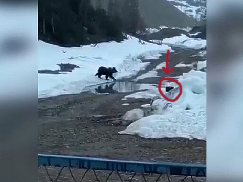 Изображение Неизвестные совершили подрыв медведя с помощью взрывчатки