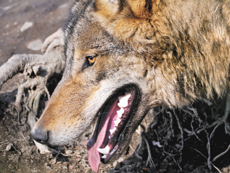 Изображение Весьегонская волчица