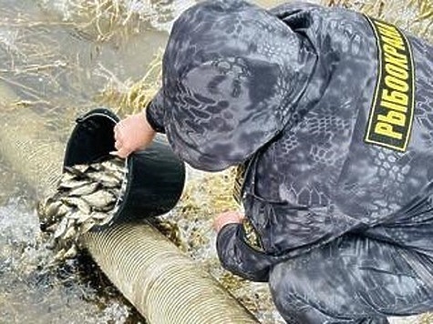 Изображение Впервые во Владимирской области выпустили молодь сазана