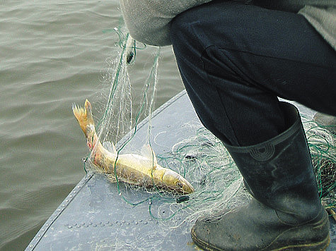 Изображение Московско-Окская рыбоохрана повсеместно изымает сети