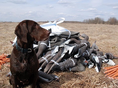 Изображение Из-за охоты на Чукотку прилетело рекордное количество гусей