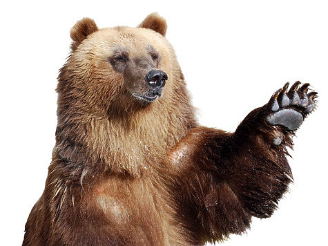 Изображение Браконьеров ловят с помощью плюшевого медведя