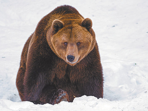 Изображение Схватка с медведем: редкое спасение