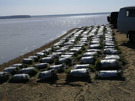 Изображение Нерестилища установили на Оби и Новосибирском водохранилище