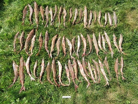 Изображение Улов браконьеров оценили в 270 тысяч рублей