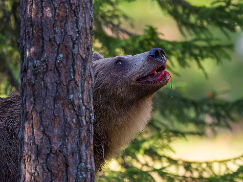 Изображение В Красноярском крае выявили факт незаконной охоты на медведя