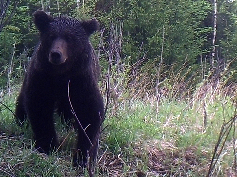 Изображение Жители обеспокоены растущей популяцией бурого медведя в Подмосковье