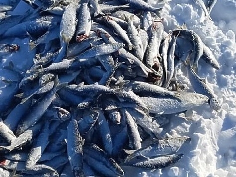 Изображение На озере Нерпичье ловят корюшку сетями  