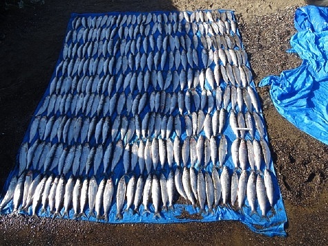 Изображение Инспектор рыбоохраны крышевал браконьерскую ловлю омуля