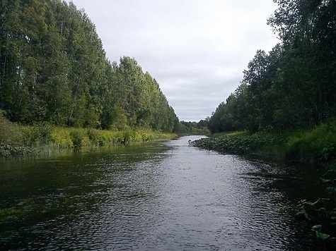 Изображение Архангельские лесозаготовители за охрану нерестовых рек