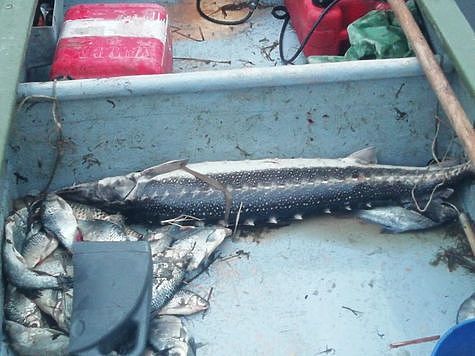 Изображение Рыболовные вести от браконьеров из Астрахани 