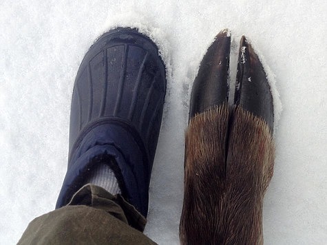 Изображение В Приморье хотят закрыть охоту в пострадавших районах от снегопада