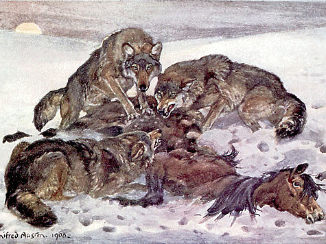 Изображение В поисках волчьих выводков