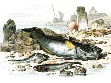 Изображение О ловле трески в 19 веке