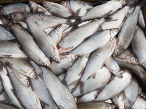 Изображение На Ямале увеличены квоты на традиционное рыболовство 