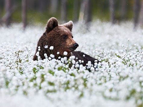 Изображение Собаки помогли охотнику отбиться от медведя