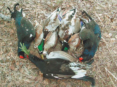 Охотиться весной нужно грамотно