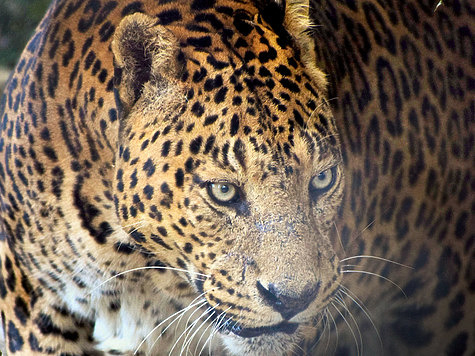 Изображение В Африке на леопарда