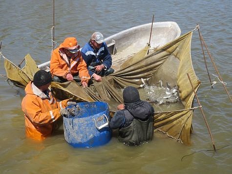 Изображение Благотворительный запуск рыбы осуществлен в Цимлянское водохранилище
