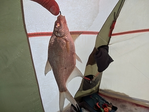 Найти рыбу по фото - Бесплатный сервис определения рыбных видов по фотографии