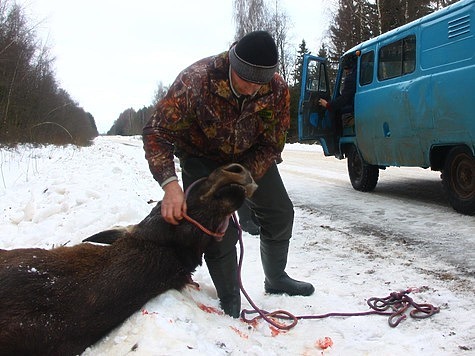 Изображение В Ленобласти бывшего инспектора ДПС будут судить за незаконную охоту и убийство лося