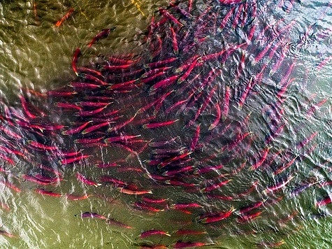 Изображение Приморская рыбоохрана готова к защите лосося