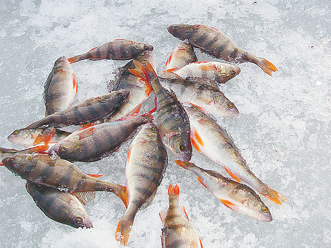 Изображение Зимняя рыбалка в корягах