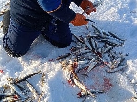 Изображение На озере Нерпичье браконьеры ловили корюшку и сельдь