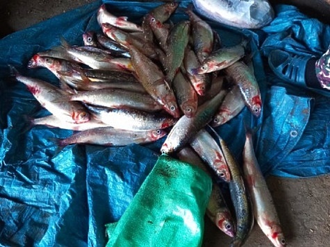 Изображение В Бурятии с поличным задержали членов рыбацкой ОПГ