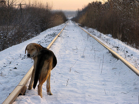 Изображение В Саратовской области  на три года запретили охоту в восьми угодьях