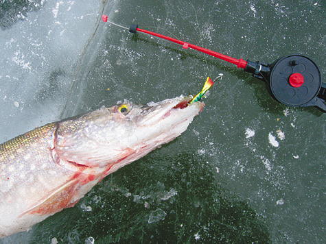 Изображение Зимняя рыбалка на балансиры