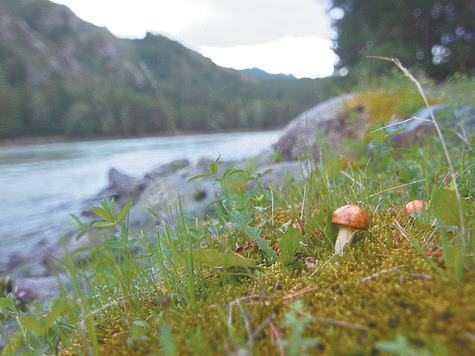 Изображение Собираем грибы в горах