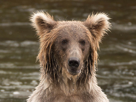 Изображение Охота на Камчатского медведя не представляет собой никакого интереса