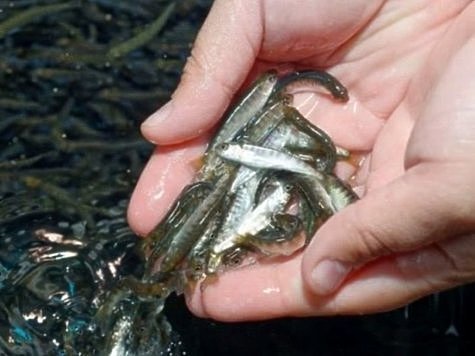 Изображение В Дагестане выпущено более миллиарда молоди частиковых рыб