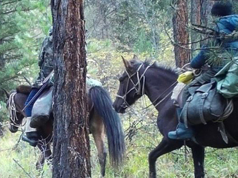 Изображение Фотоловушка не смогла помочь в поимке браконьеров