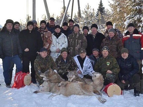Изображение В Вологодской области добыли 188 волков за два месяца