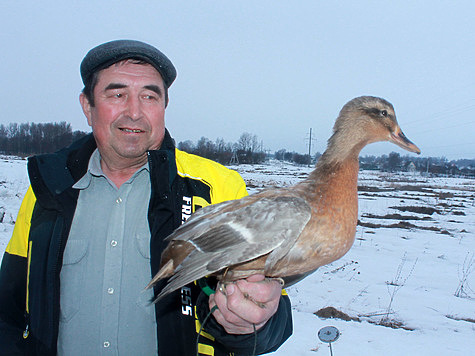 Изображение Нижегородские подсадные утки – наше национальное достояние