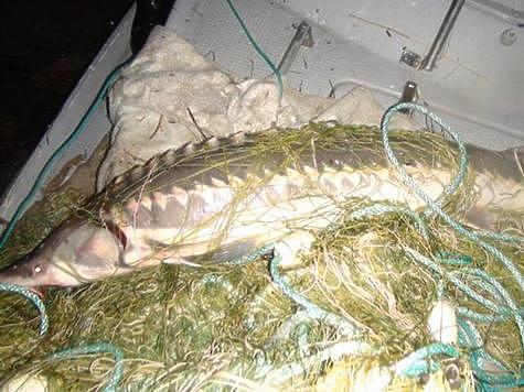 Изображение Астраханских рыбаков будут судить за осетров