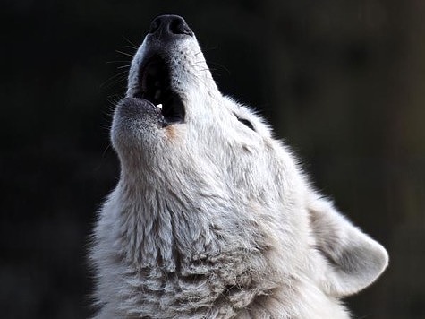 Изображение Выплаты за добытого волка будут только при наличии документов на охоту