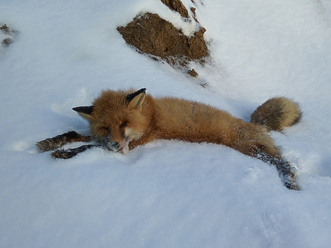 Изображение Секреты охоты на лисицу на приваде